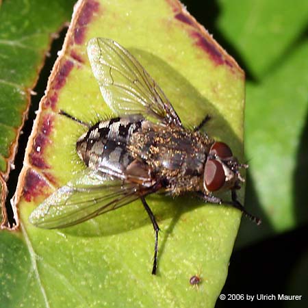 Graugelbe Polsterfliege